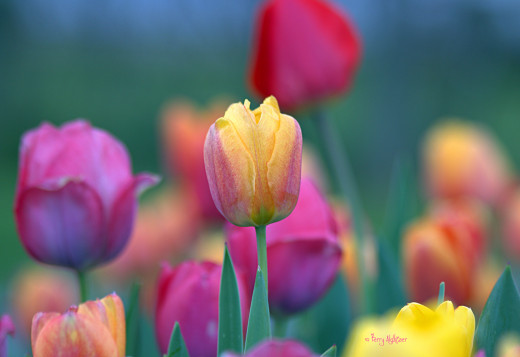 719261 (a): :2048x1406